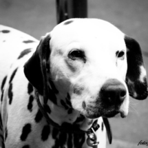 Dalmata