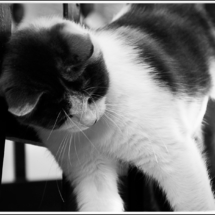 Gatto